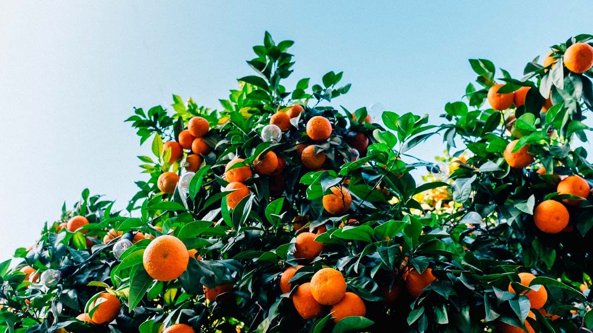 Ripe Bodrum mandarins on a tree against a clear sky